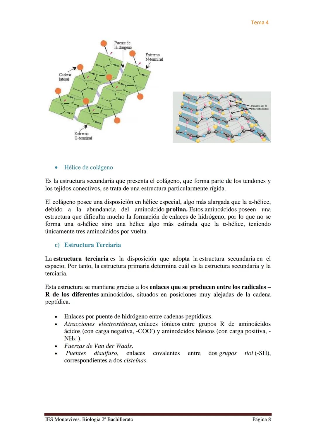 Tema 4

# TEMA 4 LAS PROTEÍNAS. ENZIMAS. VITAMINAS

## A. PROTEÍNAS

### I. Características Generales

✔ Son las biomoléculas más abundantes
