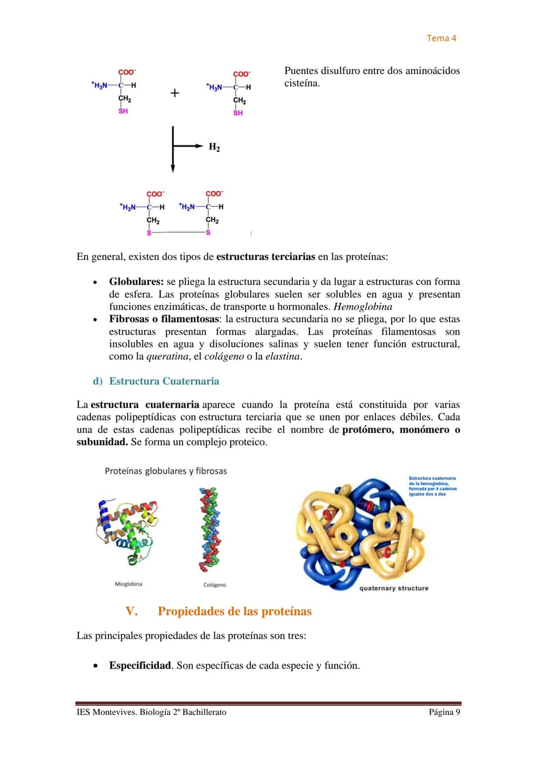 Tema 4

# TEMA 4 LAS PROTEÍNAS. ENZIMAS. VITAMINAS

## A. PROTEÍNAS

### I. Características Generales

✔ Son las biomoléculas más abundantes