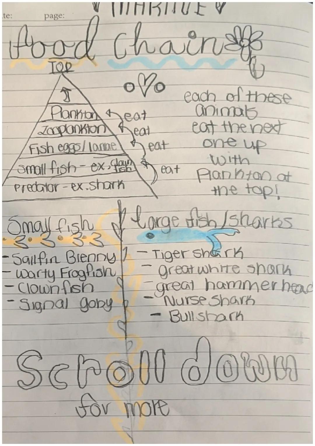 Marine Biology notes
date:
page:
Degrees needed - depending on on the type
of marine biologisty you would definately
need a Bachoterus degre
