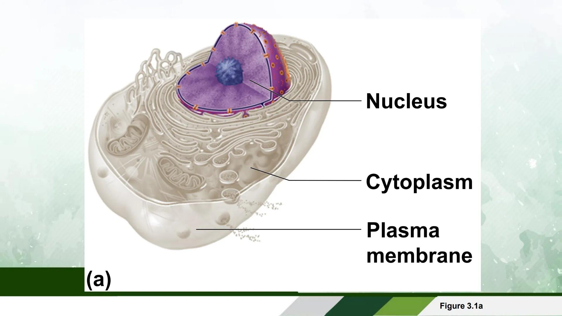 UNIVERSIDAD DE ZAMBOANGA
School of Allied Medicine
Department of Medical Technology
Human Anatomy and Physiology
With Pathophysiology
Cells 