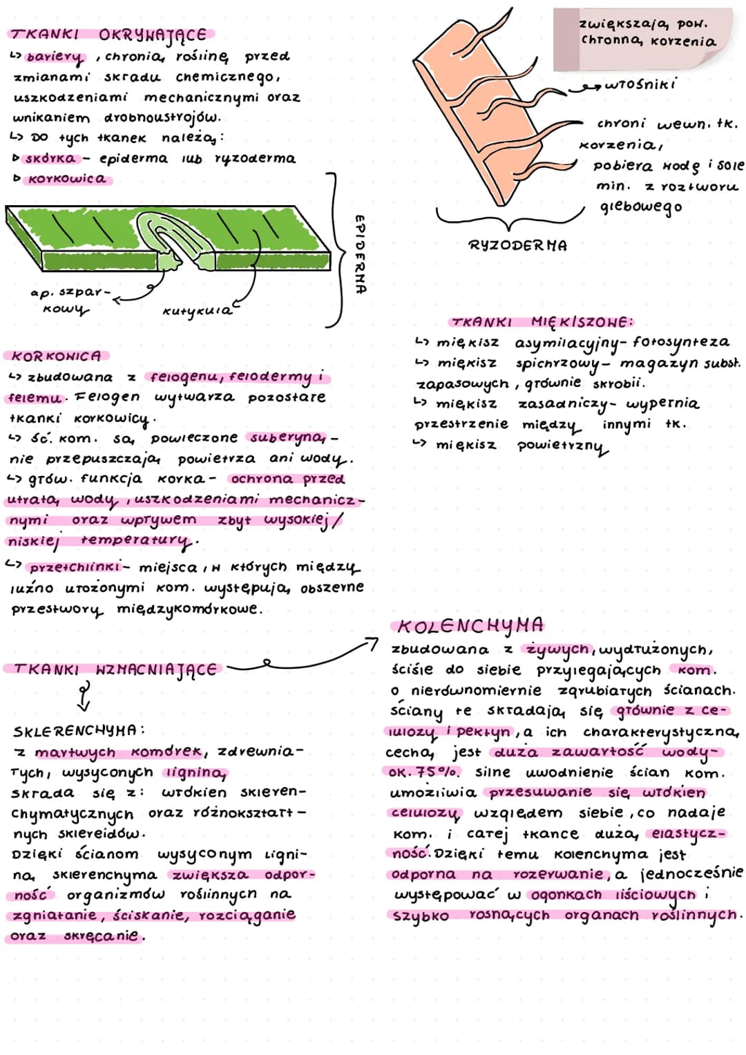 # TKANKI ROŚLINNE

↳ zaliczamy do nich:
▷ tkanki stare:
- okrywające,
- miękiszowe,
- wzmacniające,
- przewodzące
▷ tkanki twórcze - meryste