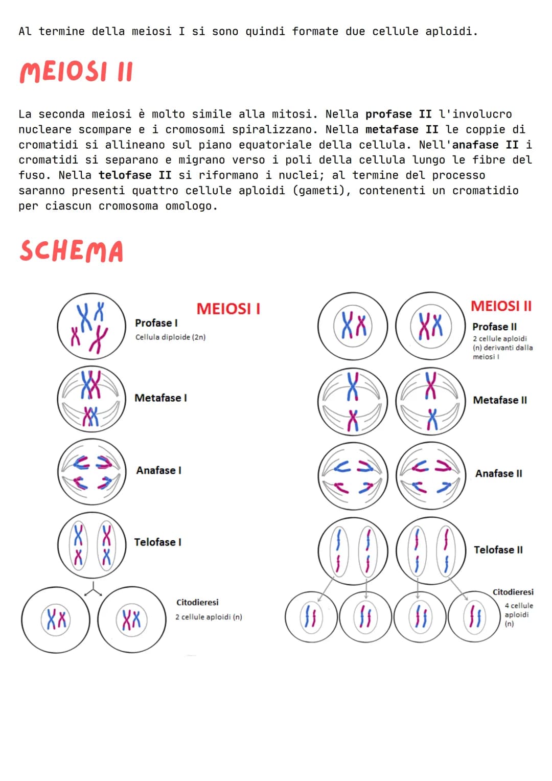 LA MEIOSI

La meiosi è un processo di divisione cellulare in cui a partire da una
cellula madre si formano 4 cellule figlie, tutte diverse t