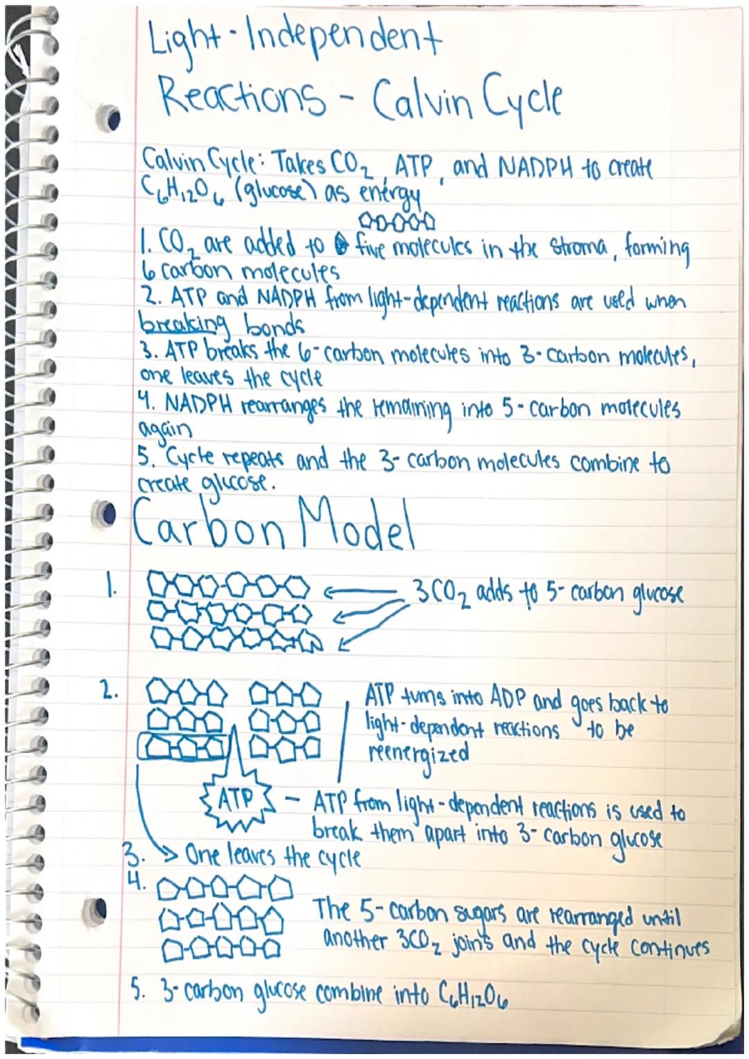 # Light - Independent
Reactions - Calvin Cycle
Calvin Cycle: Takes CO₂ ATP and NADPH to create
C6H120 (glucose) as enérgy

1.  CO₂ are added