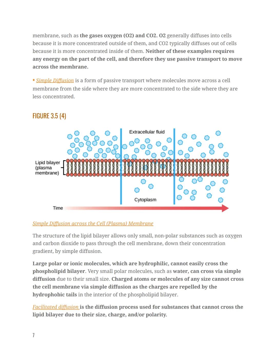# Chapter 3.1 Anatomy Notes

Anatomy & Physiology

Chapter 3 The Cellular Level Of Organization

STRUCTURE & COMPOSITION OF THE CELL MEMBRAN