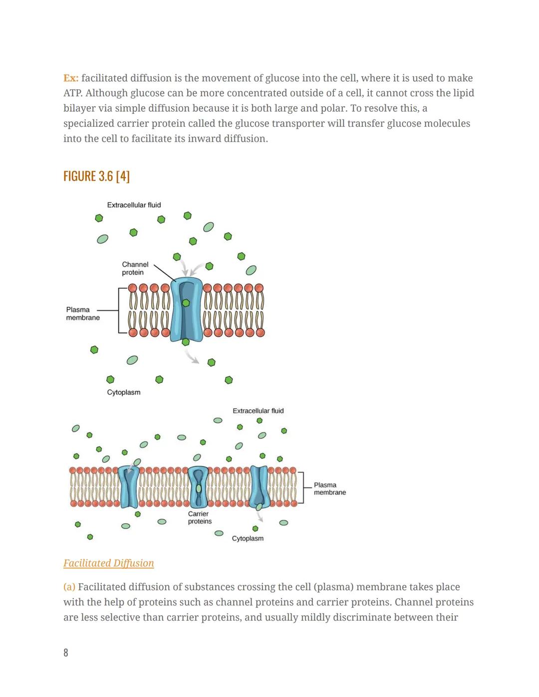 # Chapter 3.1 Anatomy Notes

Anatomy & Physiology

Chapter 3 The Cellular Level Of Organization

STRUCTURE & COMPOSITION OF THE CELL MEMBRAN