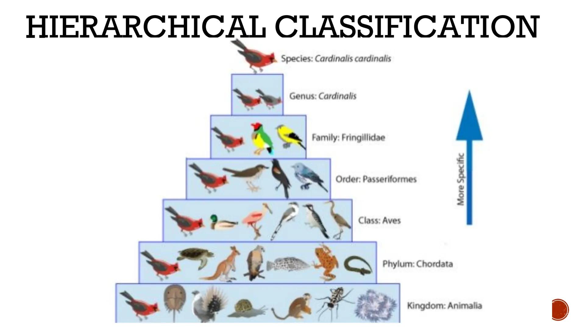 # CLASSIFICATION
OF
LIVING THINGS

Biology X # TAXONOMY

*   Taxonomy: field of biology that
    identifies and classifies organisms
*   Gre