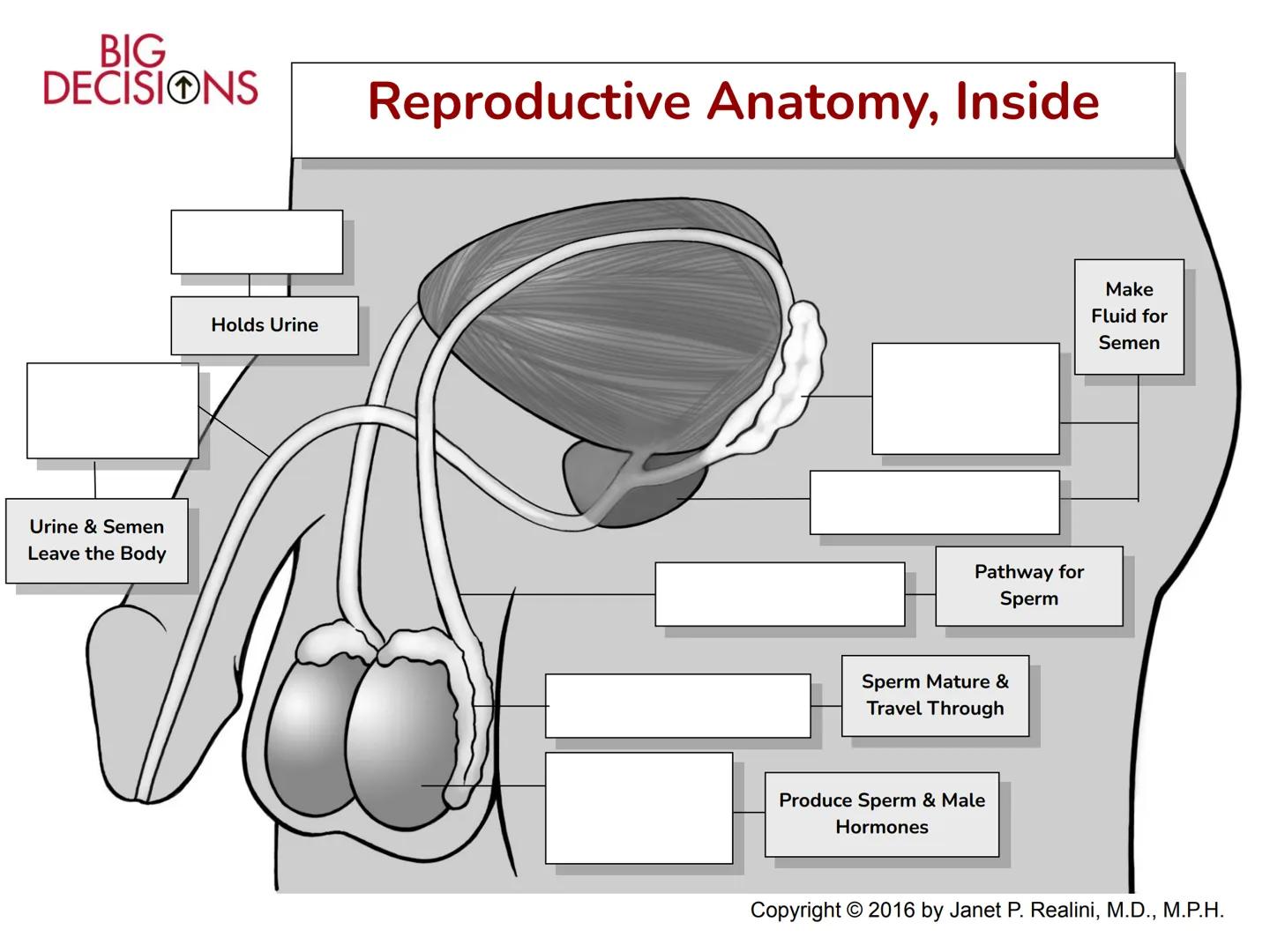Making Healthy,
Informed Choices
about Sex

BIG
DECISIONS

Slide Presentation for Classroom Use

Copyright © 2016 Janet P. Realini, MD, MPH 