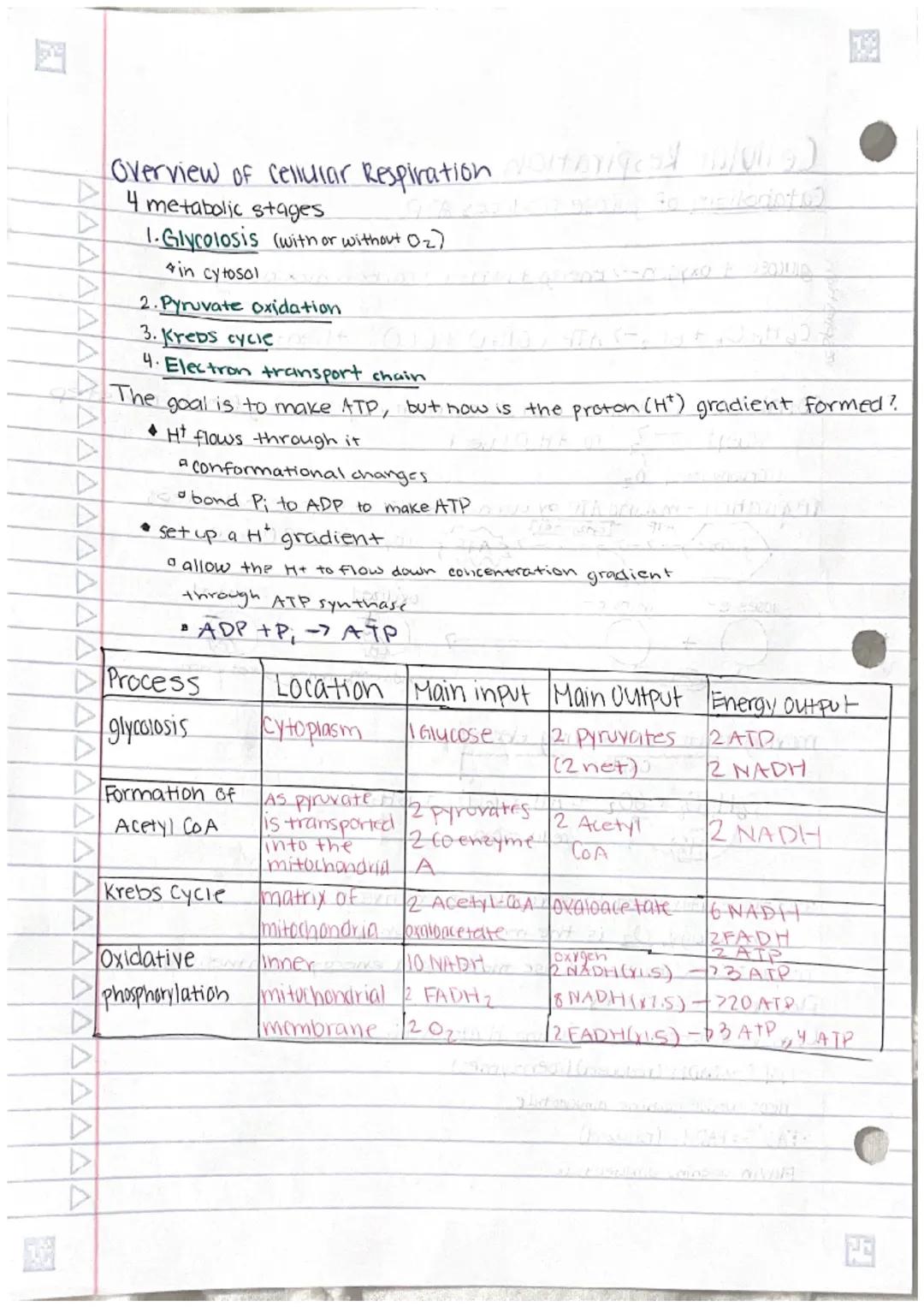 
<p>Cellular respiration is the process of catabolism of glucose that produces ATP. The general equation for this process is the combination