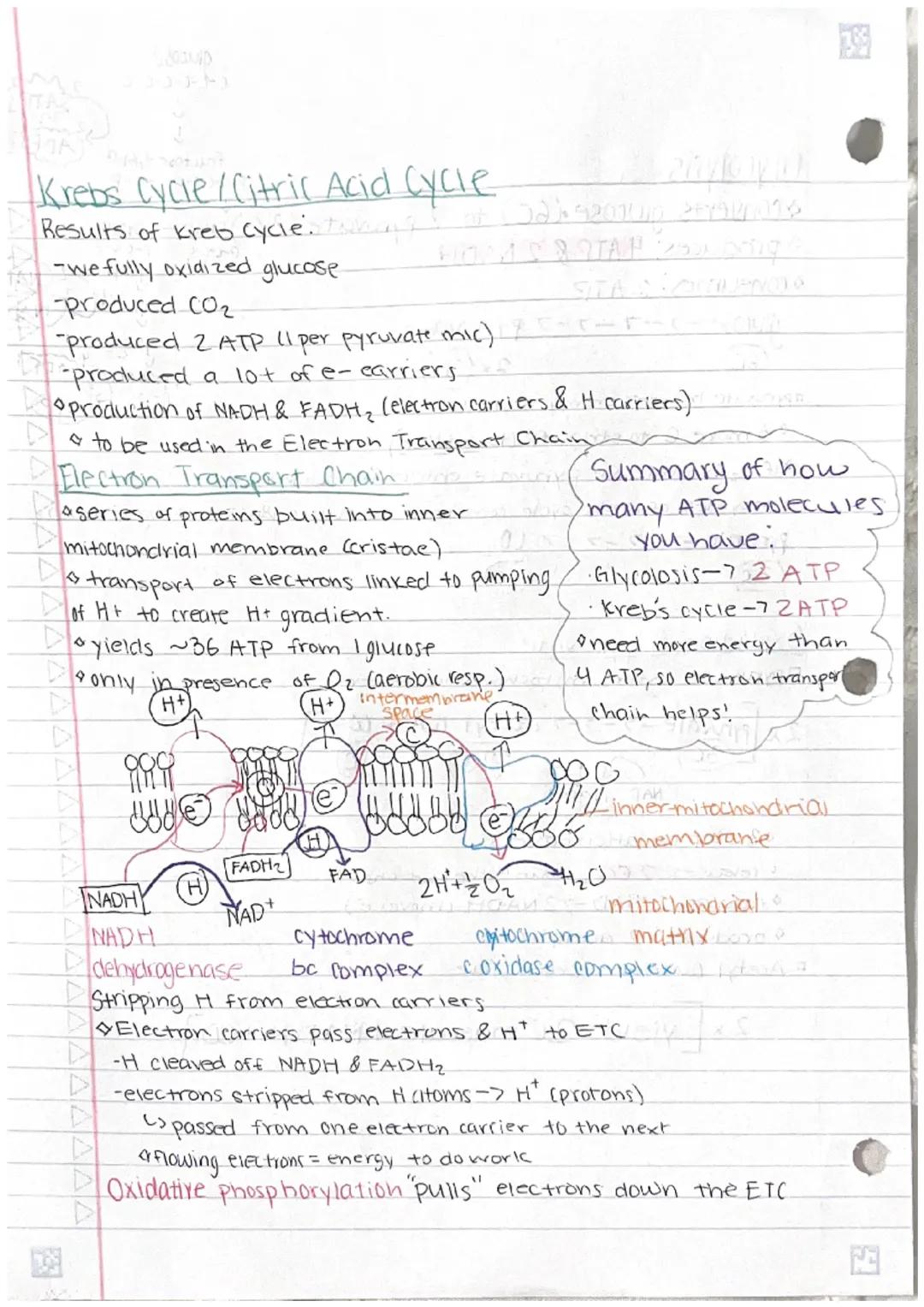 
<p>Cellular respiration is the process of catabolism of glucose that produces ATP. The general equation for this process is the combination