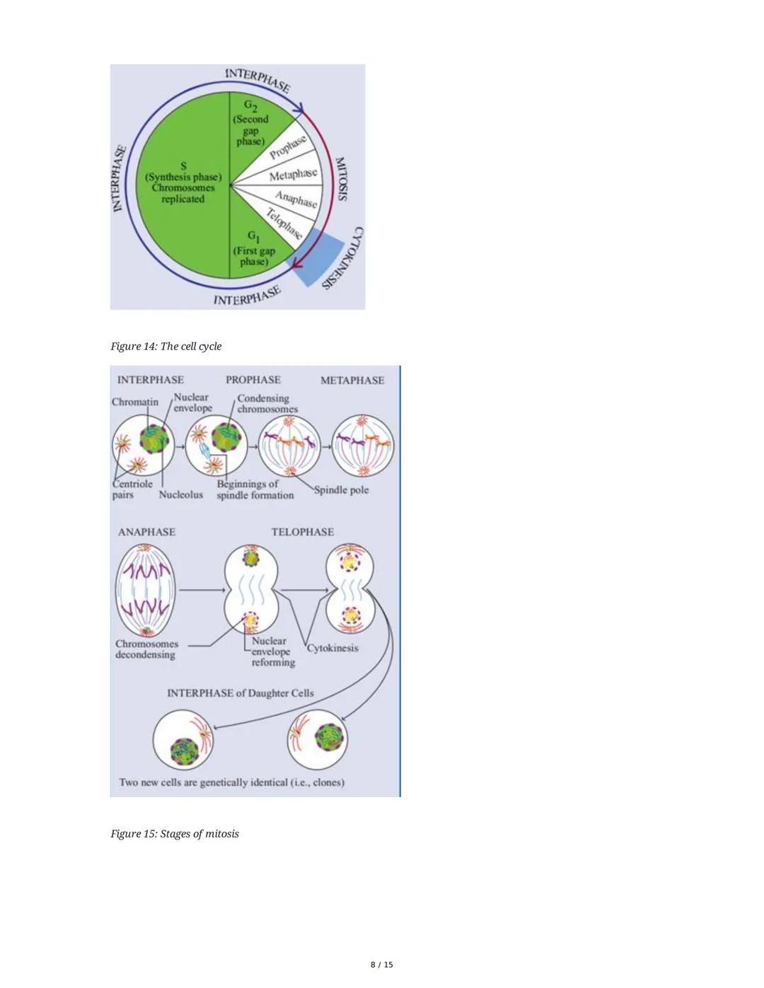 Biology: The Basic Principles
1. Introduction to Biology and the Scientific Method
Biology is the study of life, characterized by metabolism