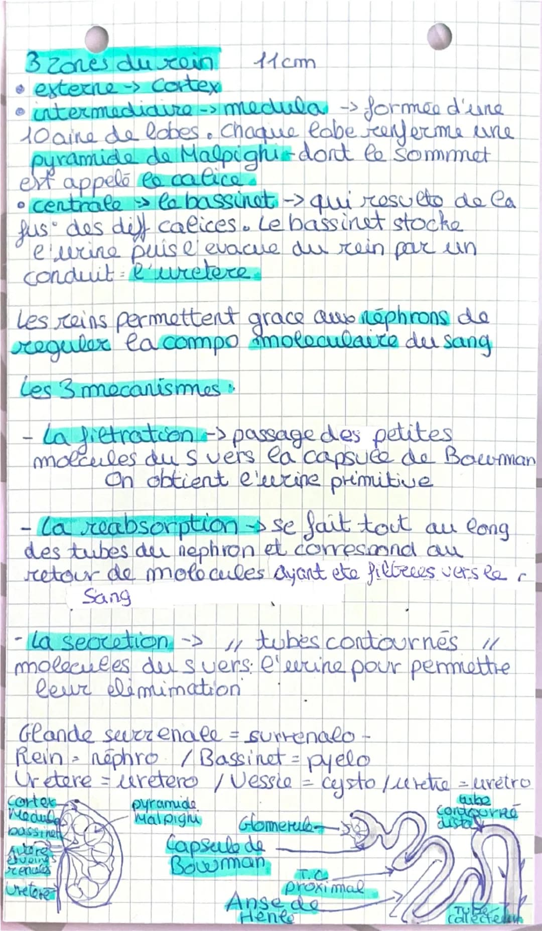 # Le milieu interieur

L'ensemble du corps est composé de liquides
qui sont regroupes en 3 prt:

-Le plasma pardie liquide deu sang

- le li