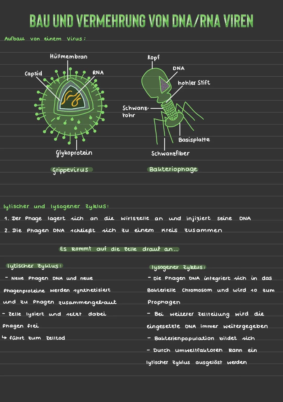 # BAU UND VERMEHRUNG VON DNA/RNA VIREN
Aufbau von einem Virus:


Hüllmembran

Kopf
DNA
Capsid
RNA
hohler Stift
Glykoprotein
Schwanz-
rohr
Ba