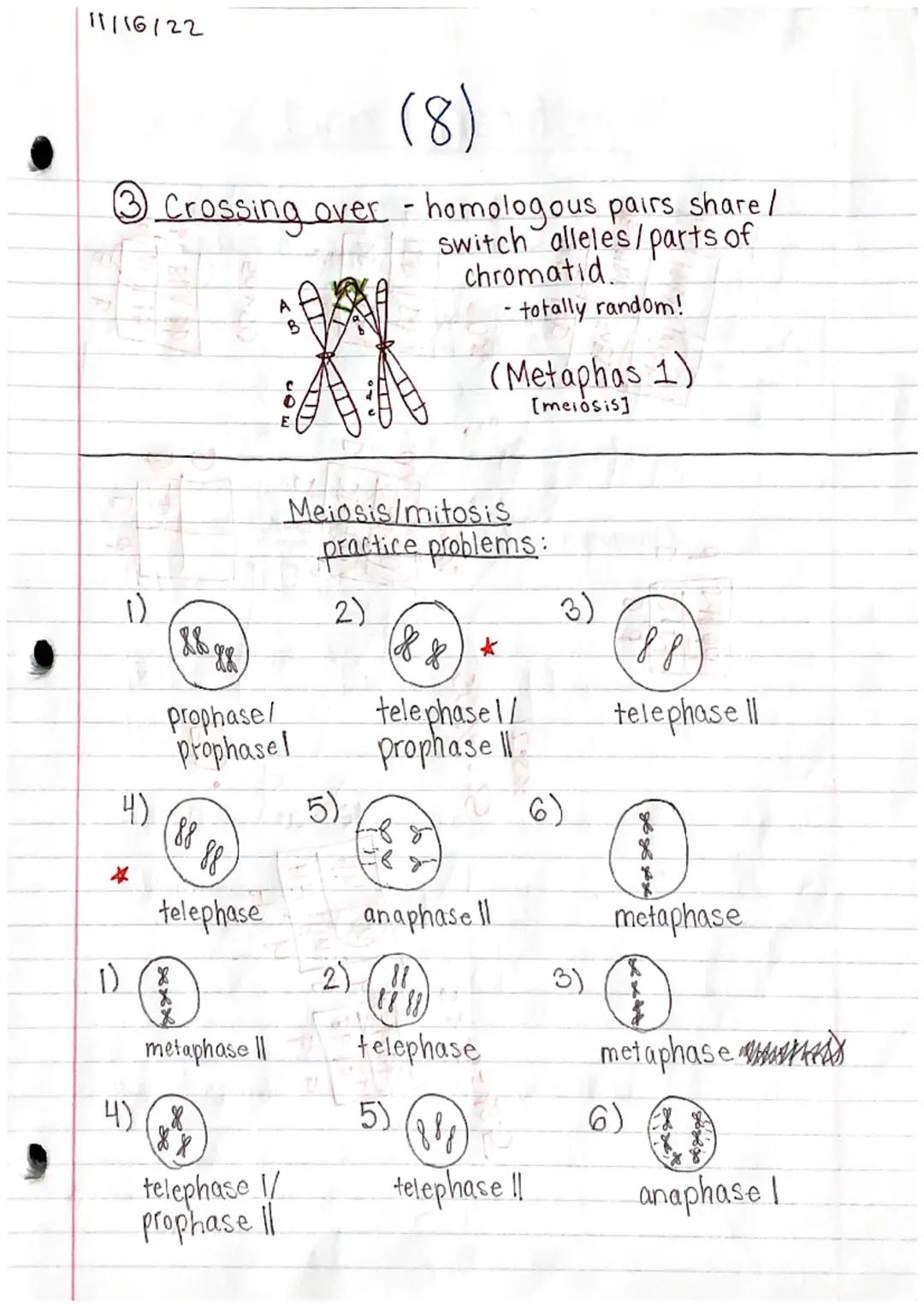 11/15/22

Genetics 1 Study Guide (1)

MITOSIS & MEIOSIS

names of each step: PMAT, PMATI, PMAT II
prophase, metaphase, an aphase, telephase
