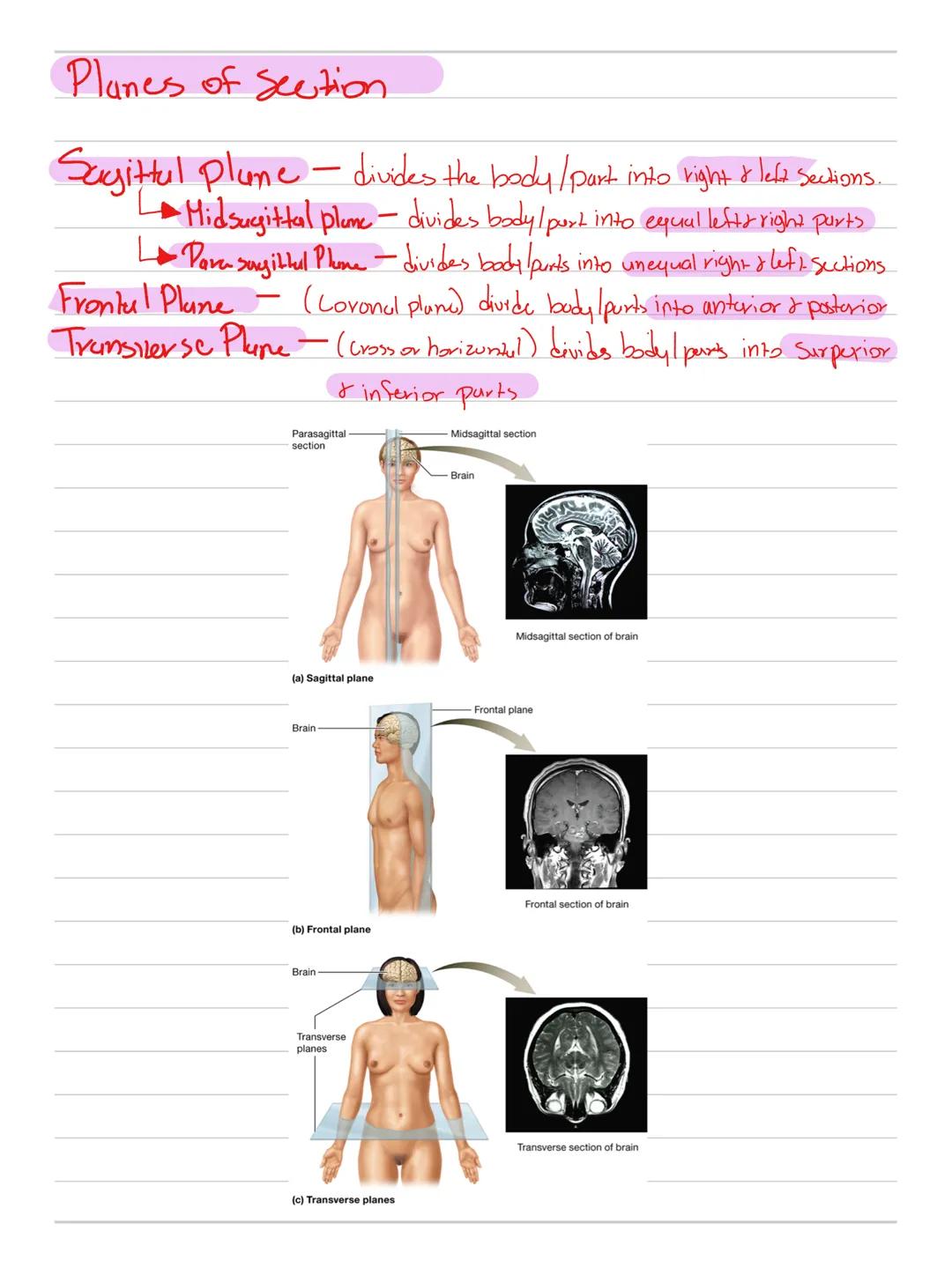 # Anatomy & Physiolby

Cell-Smallest unit that carried out lif

Me tubdism - tiND types "Building Processes"

$
\longrightarrow$ Anabolism: 