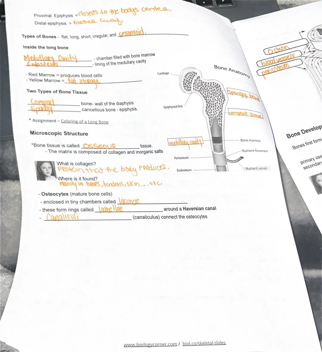 Kailyn Scott
SKELETAL SYSTEM Google Slides

Case: Luciana

Describe Fibrodysplasia Ossificans Progressiva (FOP)

FUNCTIONS - support and pro