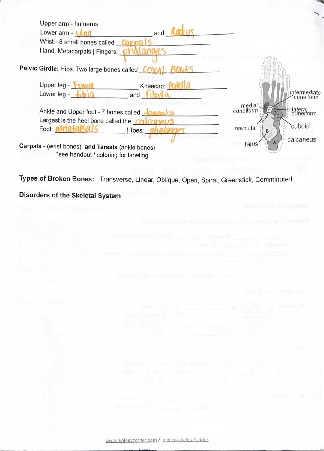 Kailyn Scott
SKELETAL SYSTEM Google Slides

Case: Luciana

Describe Fibrodysplasia Ossificans Progressiva (FOP)

FUNCTIONS - support and pro