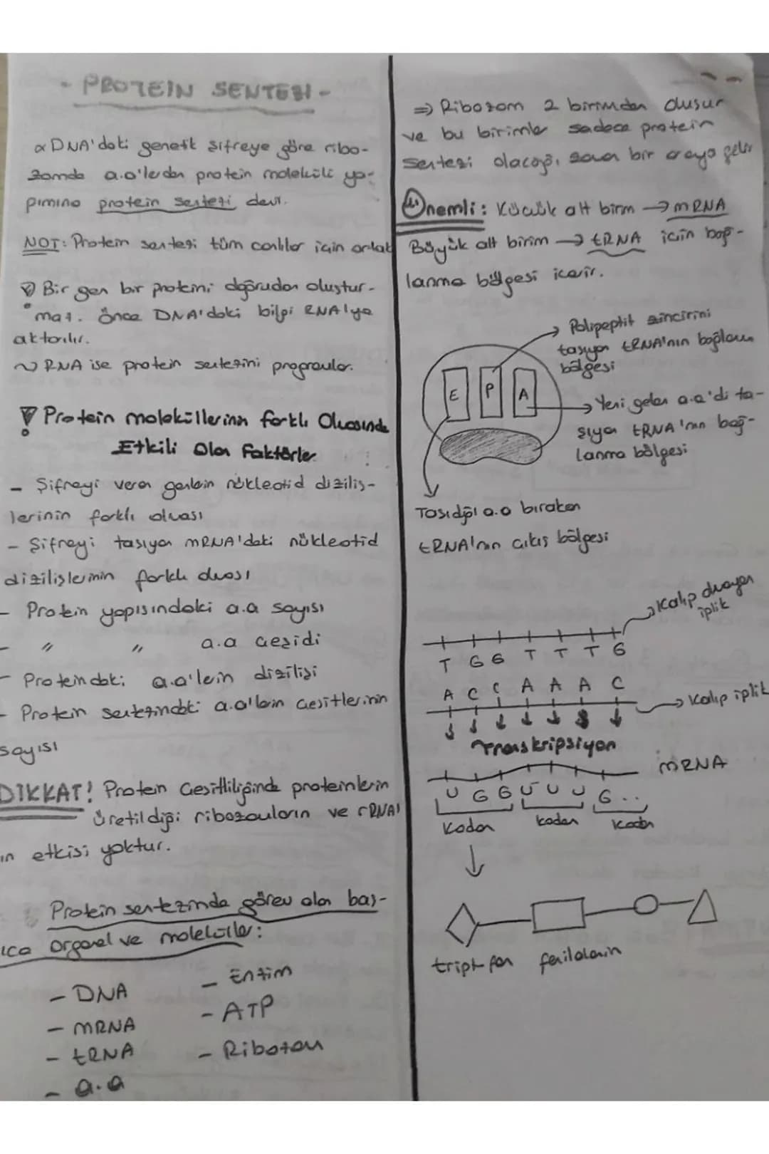 - PROTEIN SENTEN -
a DNA'daki genetik sitreye göre ribo-
Zamde a-a'lerden protein modelküli ص
pimino protein senteti devt.

NOT: Protein sen