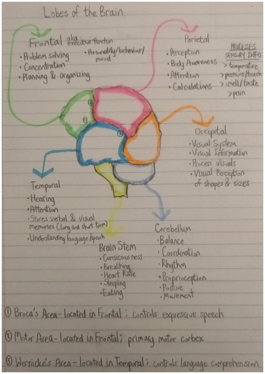 # Lobes of the Brain

Frontal akecutive function
* Problem solving Personality/behaviour/
* Concentration mood
* Planning & organizing

Pari