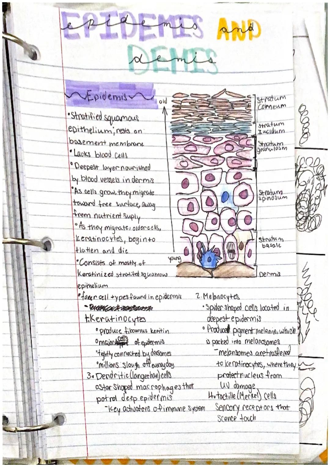 # incegumentarY
system

the intergumentary system consists of skin and itil
derivatives Chair, nails, glands)
What is an organ?
an organ is 