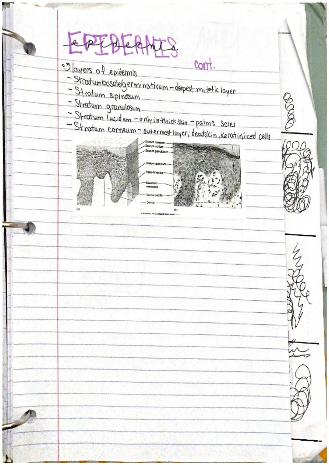 # incegumentarY
system

the intergumentary system consists of skin and itil
derivatives Chair, nails, glands)
What is an organ?
an organ is 