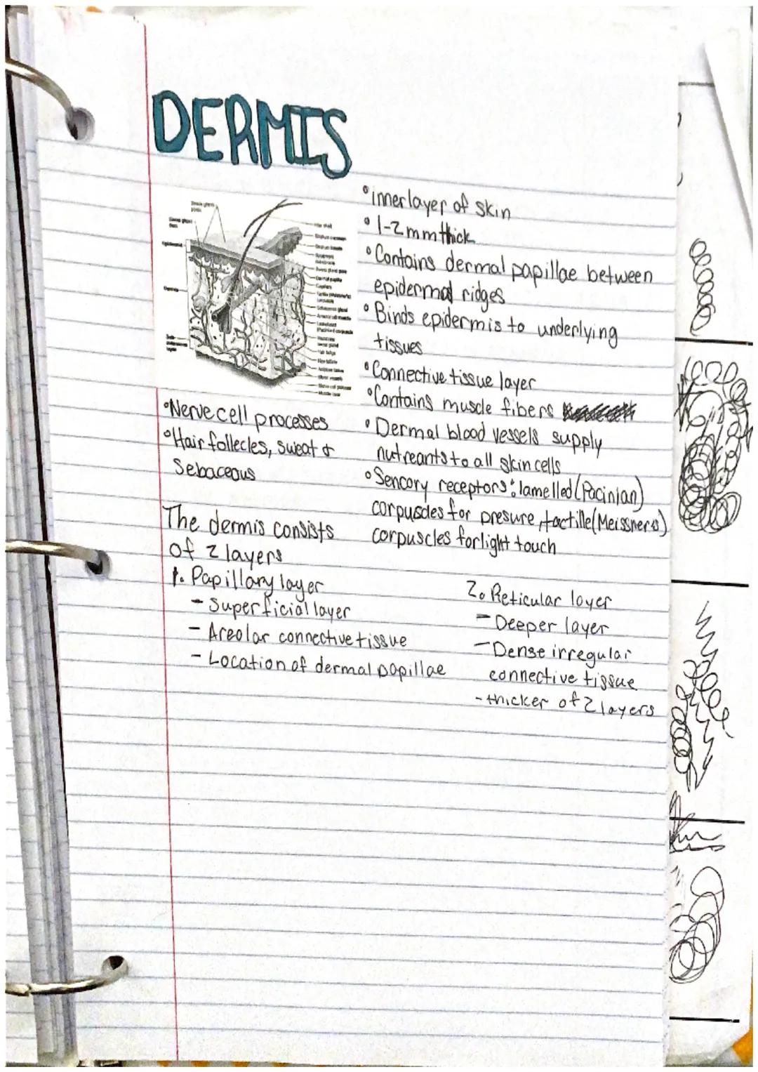 # incegumentarY
system

the intergumentary system consists of skin and itil
derivatives Chair, nails, glands)
What is an organ?
an organ is 