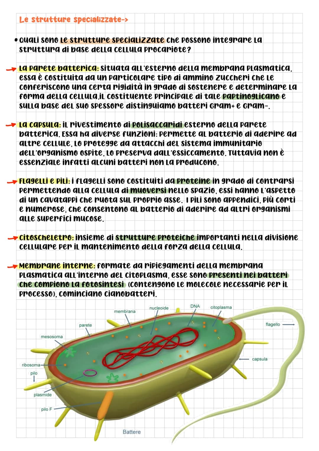# BIOLOGIA CELLULARE

• che cos'è la CELLULA? DOPO L'UTILIZZO
di questo termine da parte di
Robert Hooke, per La prima volta
nel 1665, 9Lİ S