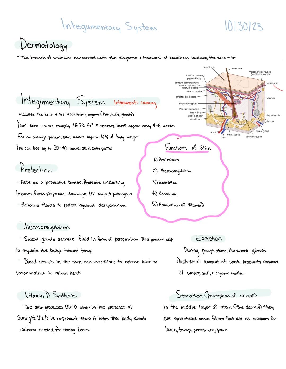 # Integumentary System

Dermatology
10/30/23

-The branch of medicine concerned with the diagnosis & treatment of conditions involving the s