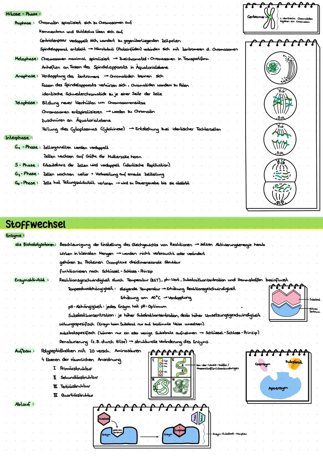 # LERNZETTEL BIOLOGIE

Zytologie

Eukaryoten

-Zellwanal

-Zellmembran

Cytosol-

Mitochondrium.

Chloroplasten

Golgi-Apparat

glades ER

r