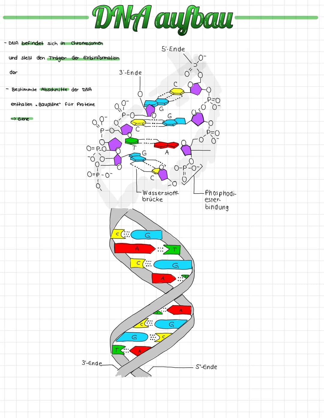 # DNA aufbau

- DNA befindet sich in Chromosomen

und stellt den Träger der Erbinformation
dar

- Bestimmte Abschnitte der DNA

enthallen Ba