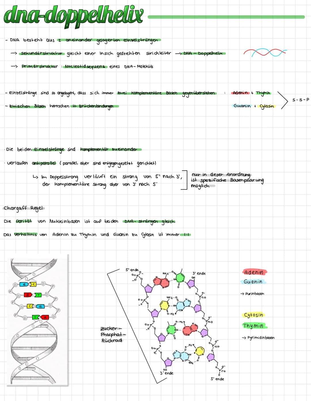 # DNA aufbau

- DNA befindet sich in Chromosomen

und stellt den Träger der Erbinformation
dar

- Bestimmte Abschnitte der DNA

enthallen Ba