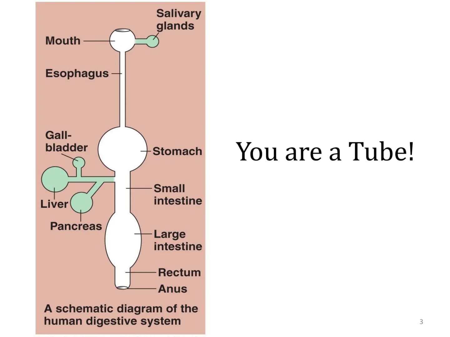 # Organ Systems

Digestive System # Need for Digestion

• Cells need a constant supply of nutrients for fuel, growth
and tissue production.
