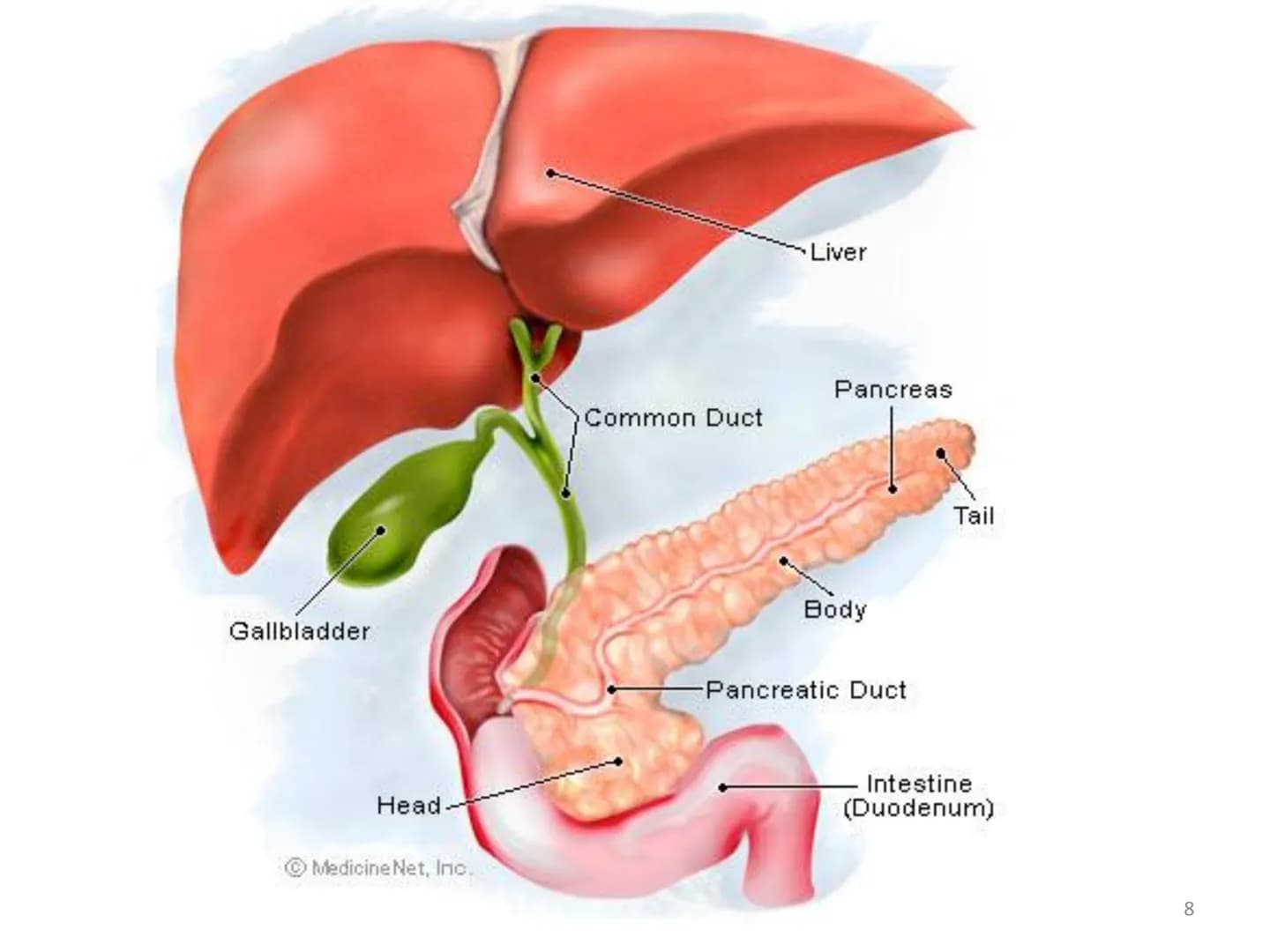 # Organ Systems

Digestive System # Need for Digestion

• Cells need a constant supply of nutrients for fuel, growth
and tissue production.
