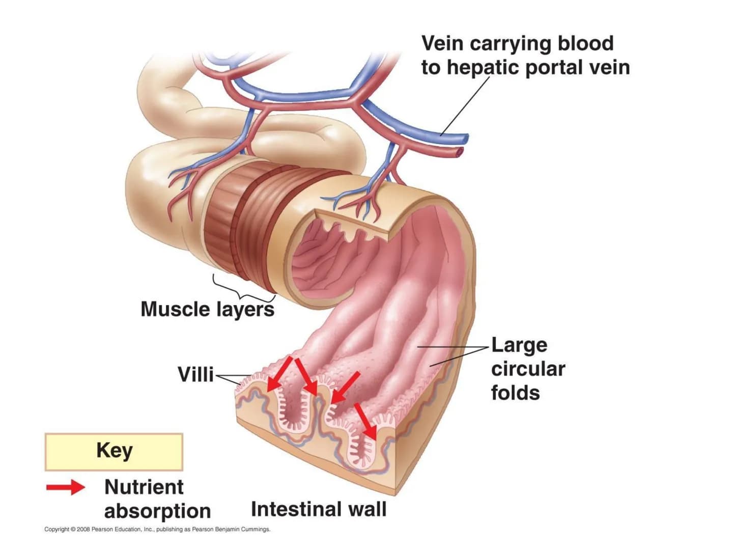# Organ Systems

Digestive System # Need for Digestion

• Cells need a constant supply of nutrients for fuel, growth
and tissue production.
