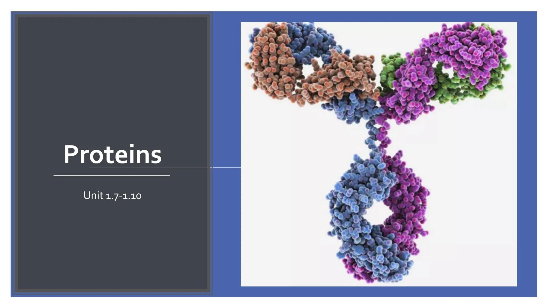 # Proteins

Unit 1.7-1.10 What are proteins?

• Large class of very diverse compounds.
• Have a range of functions:
• form hair and fur,
• m
