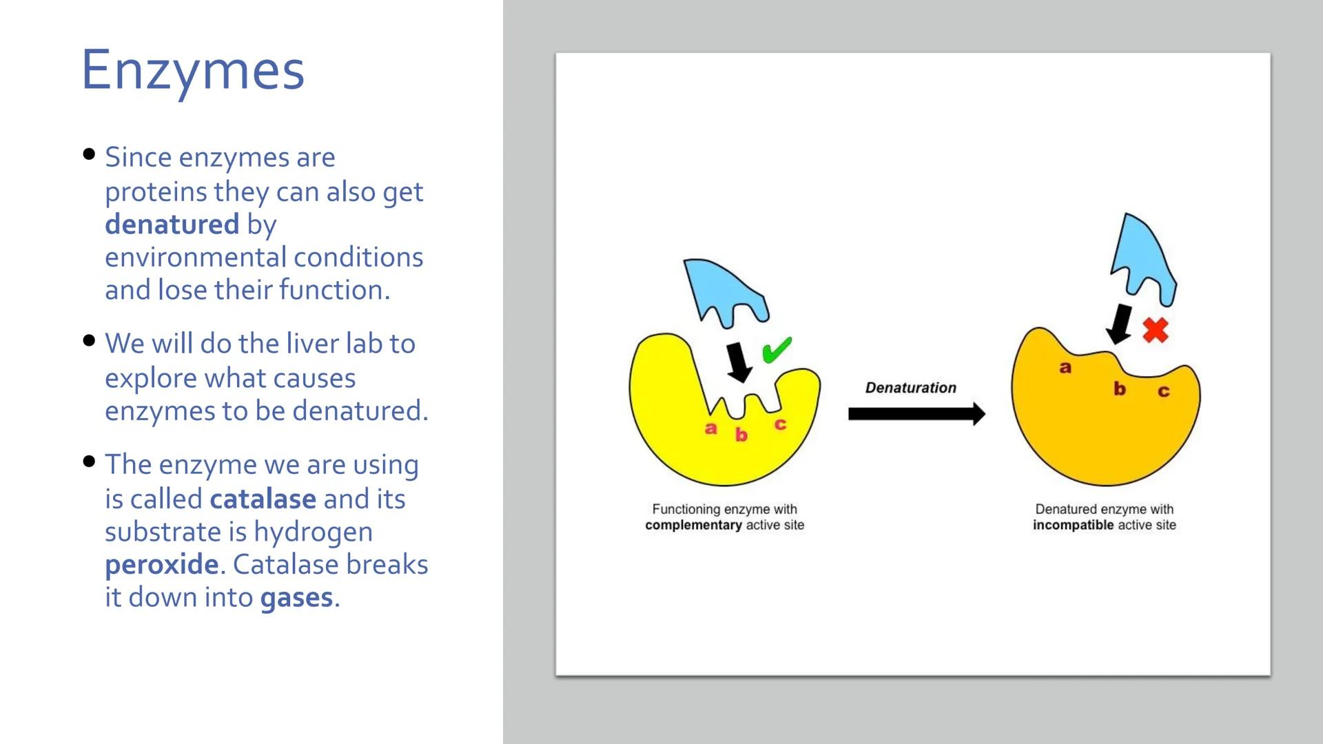 # Proteins

Unit 1.7-1.10 What are proteins?

• Large class of very diverse compounds.
• Have a range of functions:
• form hair and fur,
• m