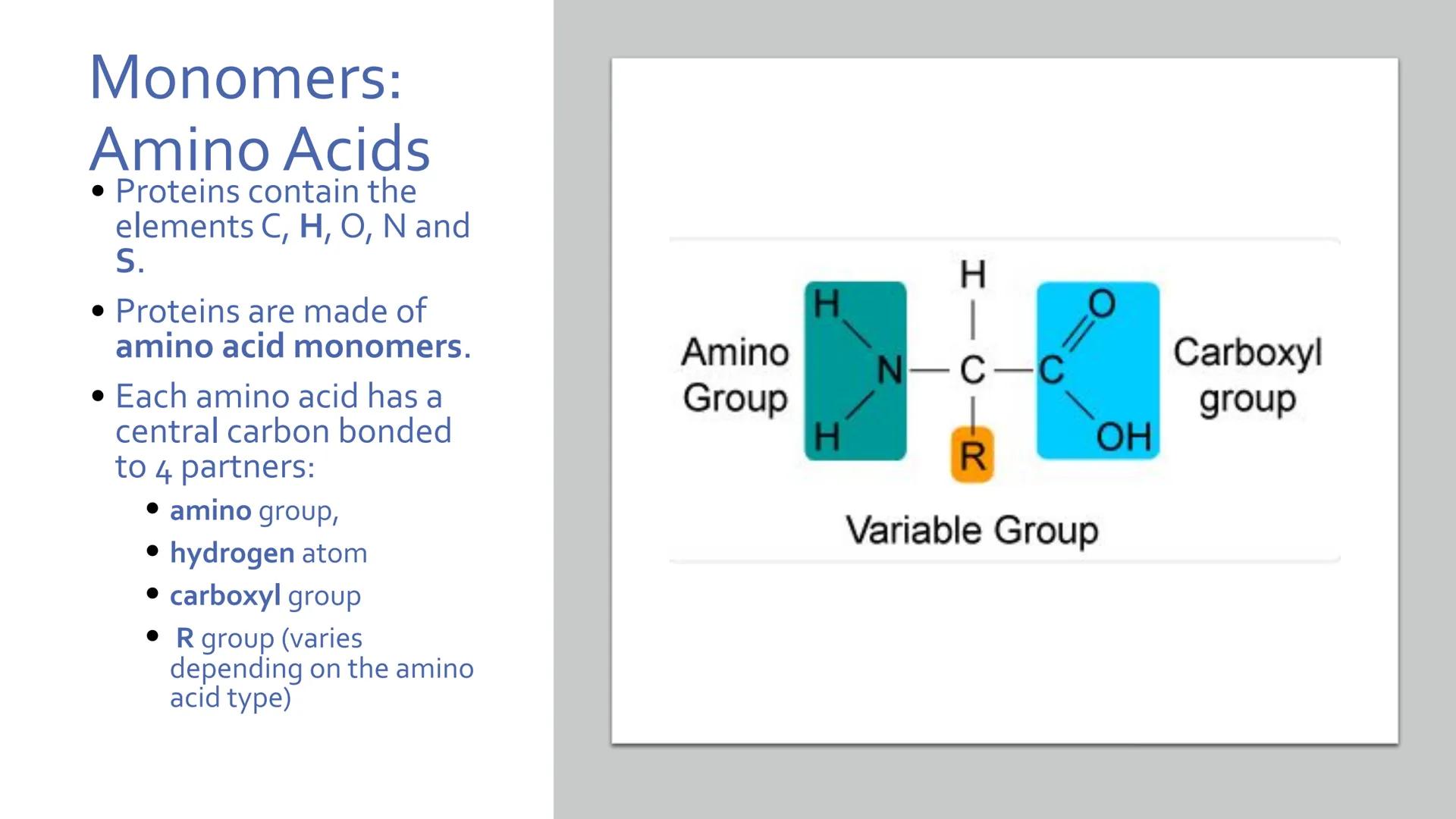 # Proteins

Unit 1.7-1.10 What are proteins?

• Large class of very diverse compounds.
• Have a range of functions:
• form hair and fur,
• m