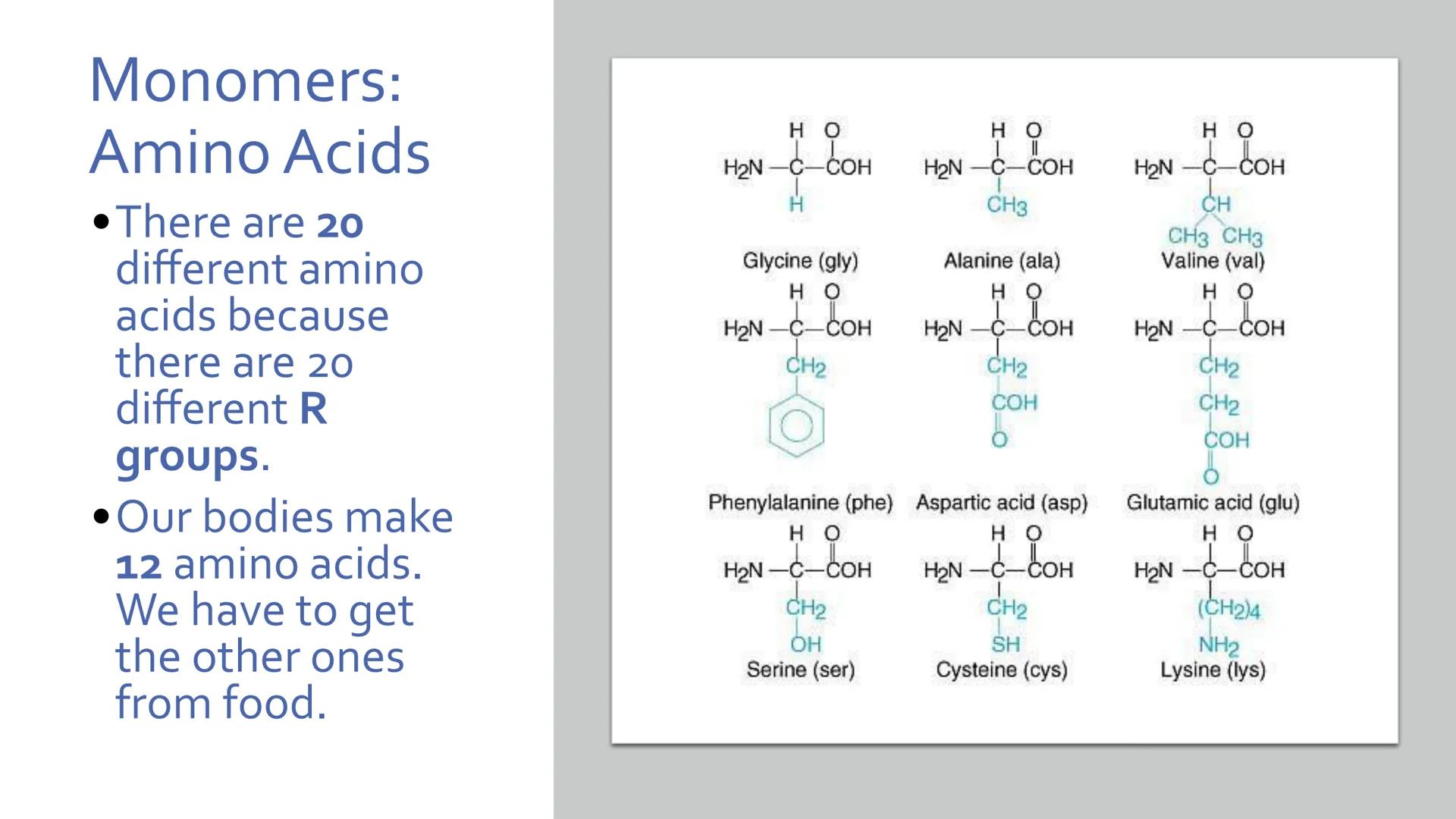# Proteins

Unit 1.7-1.10 What are proteins?

• Large class of very diverse compounds.
• Have a range of functions:
• form hair and fur,
• m