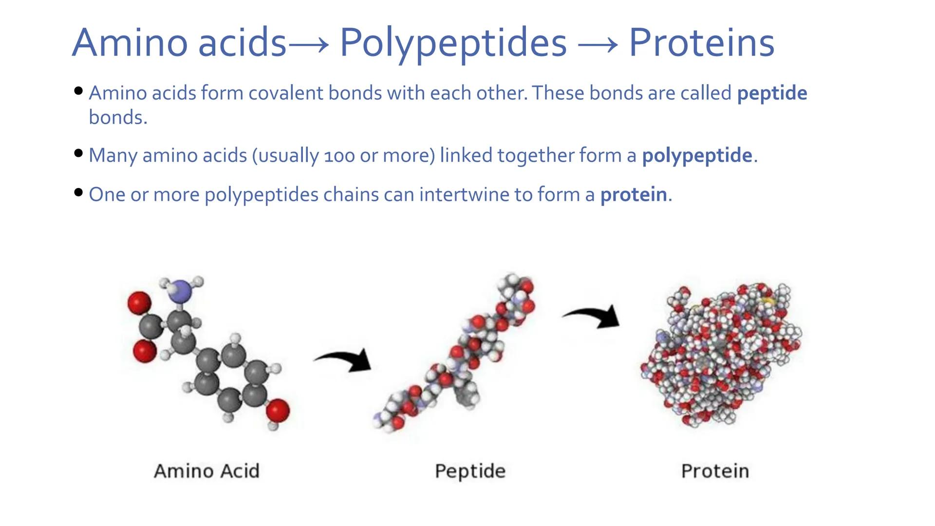 # Proteins

Unit 1.7-1.10 What are proteins?

• Large class of very diverse compounds.
• Have a range of functions:
• form hair and fur,
• m