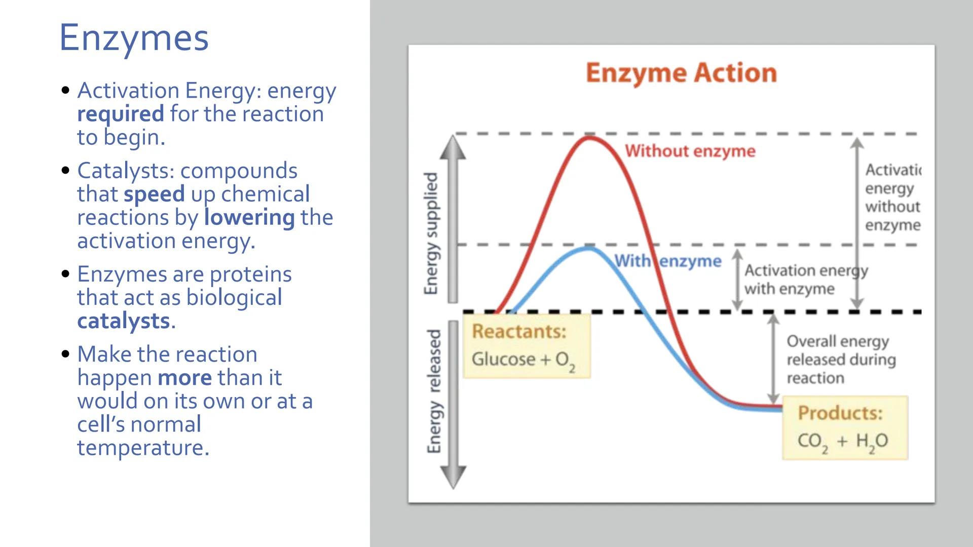 # Proteins

Unit 1.7-1.10 What are proteins?

• Large class of very diverse compounds.
• Have a range of functions:
• form hair and fur,
• m