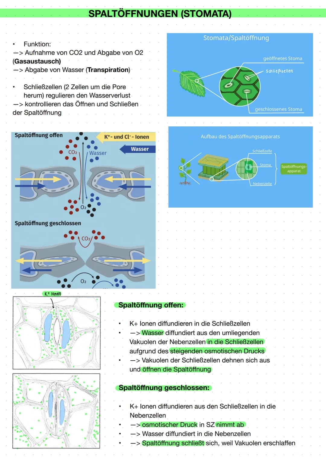 # Ökologie - Fotosynthese

## Aufbau eines Laubblattes

Kutikula ①
obere Epidermis ②
Parenchymzellen ③
(Palisadenparenchym)
Leitbündel ④
Sch