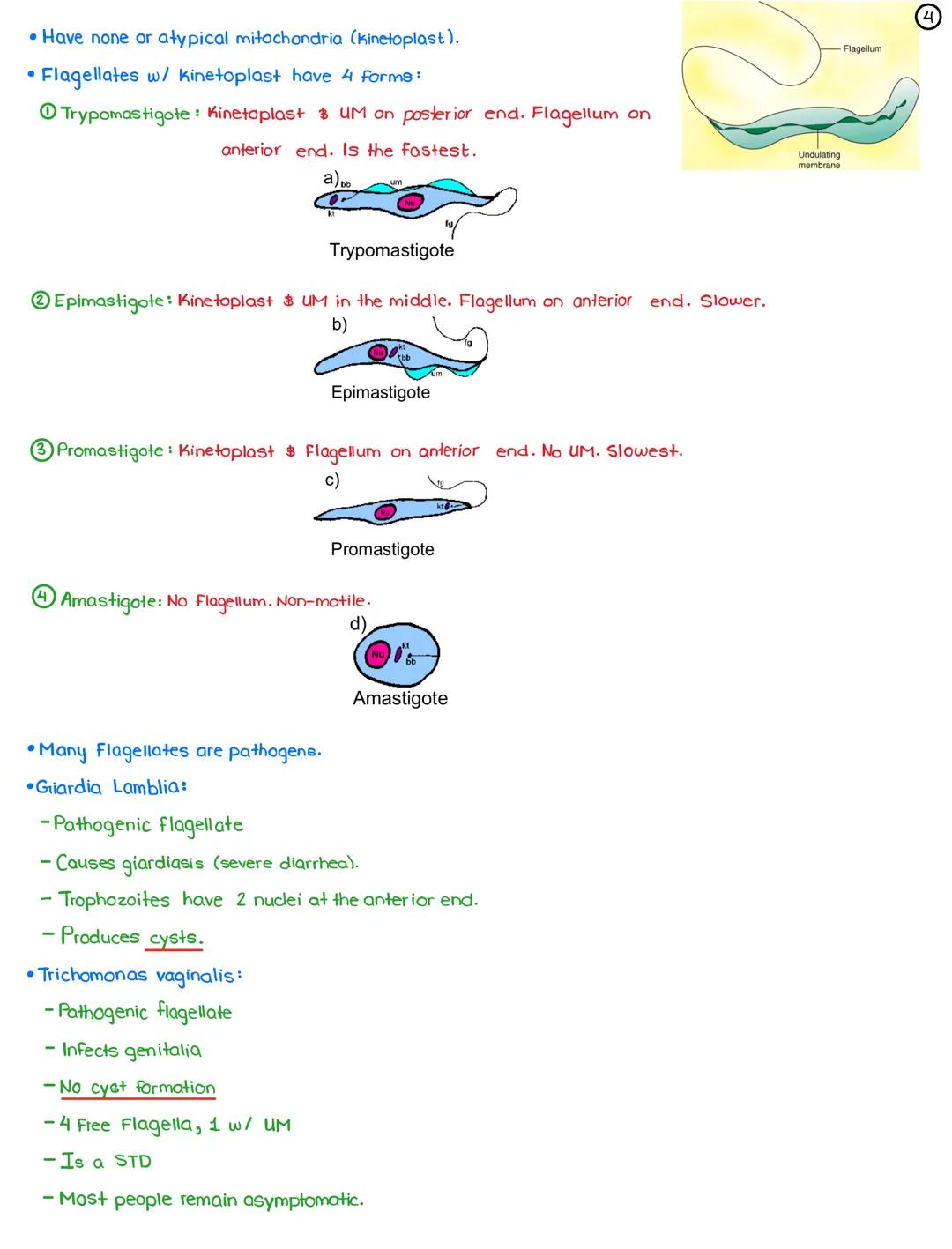 L24-Parasites
April 4, 2022
* Parasitology: study of relationship between a parasite & its host
*3 Types of Parasites (in terms of location)