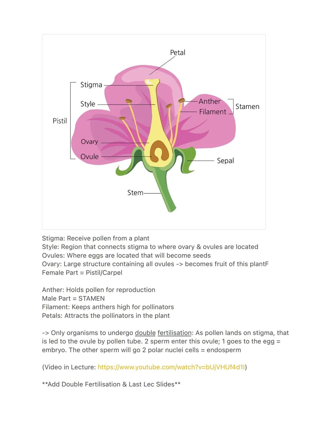 3/20 Lecture

Plant Reproduction:
- Gametophytes
- Sporophytes

- As evolution in plants happens, we see a change from gametophyte ->
sporop