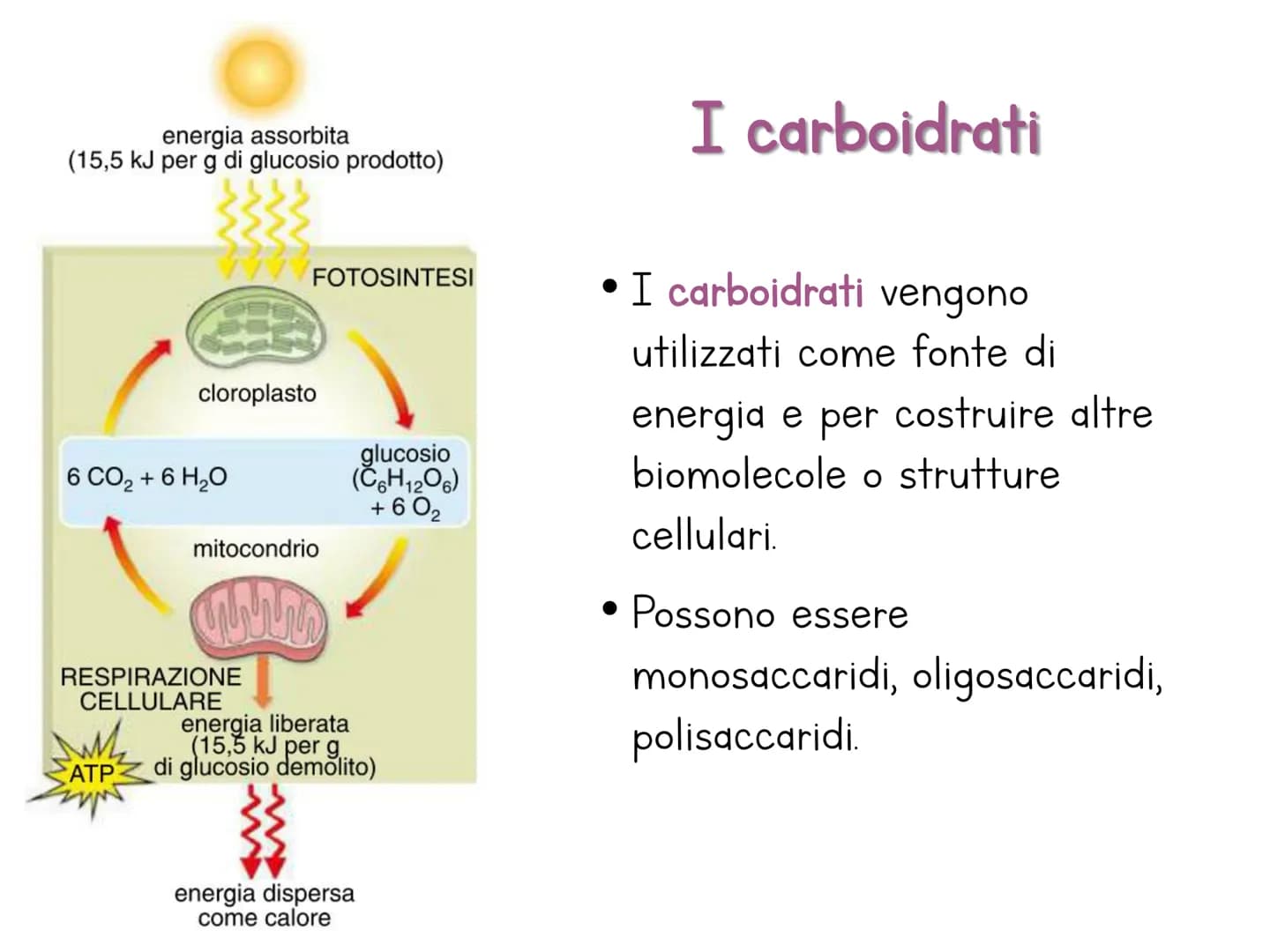 # Le biomolecole

Carbohydrate

Lipid

Protein

Nucleic Acid

@amoebasisters Una biomolecola è un composto chimico che riveste un
ruolo impo