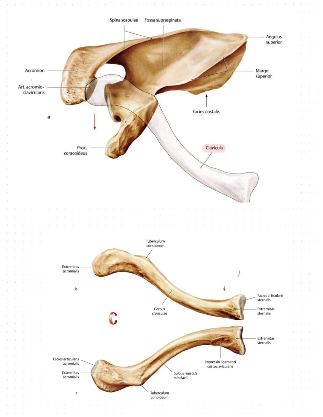 Sulcus intertubercut Tuberculum
Laris
minus
caput
humerer
Tuberculum majus
collumma
anatomi-
crista tuberculi
majoris
cum
couum chirurgi-
cr