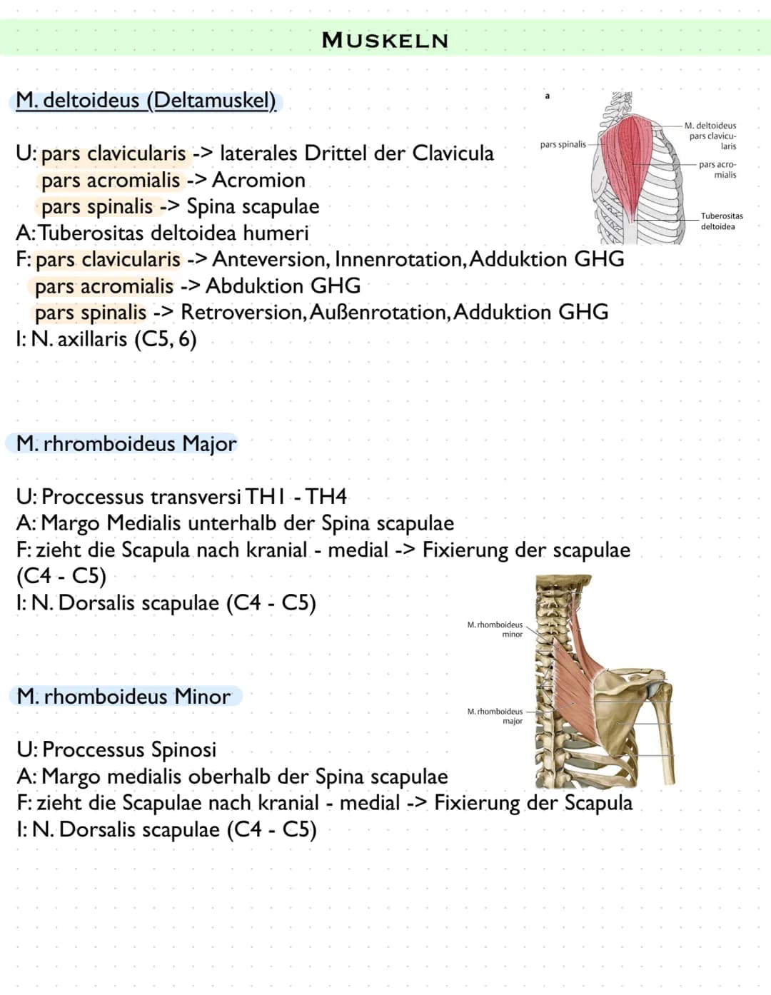 Sulcus intertubercut Tuberculum
Laris
minus
caput
humerer
Tuberculum majus
collumma
anatomi-
crista tuberculi
majoris
cum
couum chirurgi-
cr
