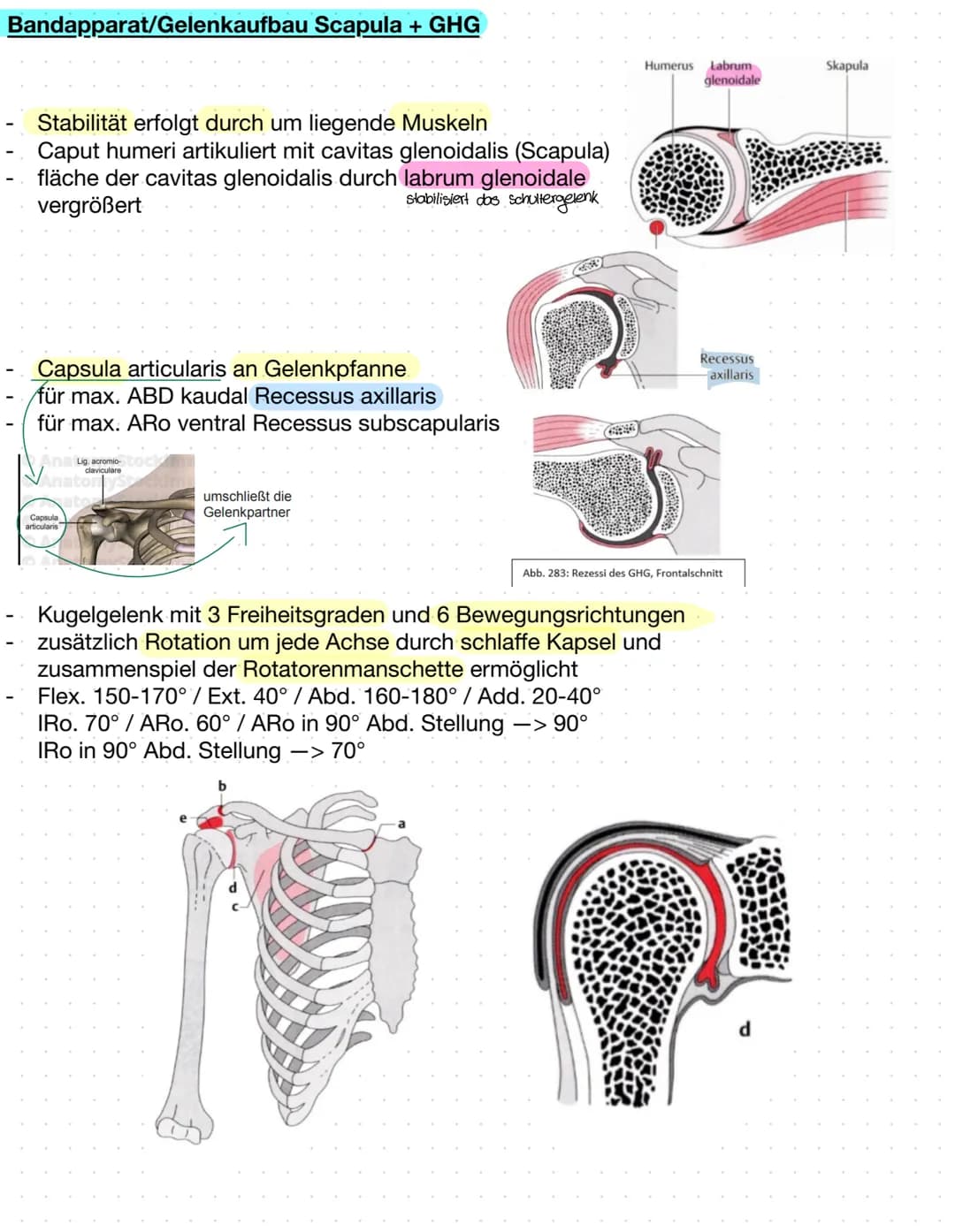 Sulcus intertubercut Tuberculum
Laris
minus
caput
humerer
Tuberculum majus
collumma
anatomi-
crista tuberculi
majoris
cum
couum chirurgi-
cr