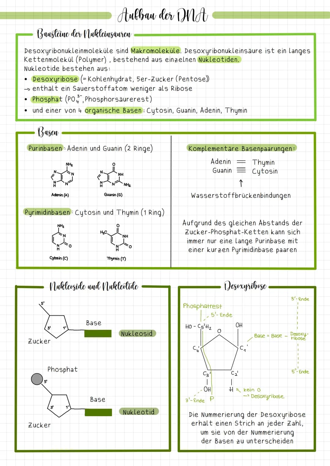 # Aufbau der DNA

Bausteine der Nukleinsäuren

Desoxyribonukleinmoleküle sind Makromoleküle. Desoxyribonukleinsäure ist ein langes
Kettenmol