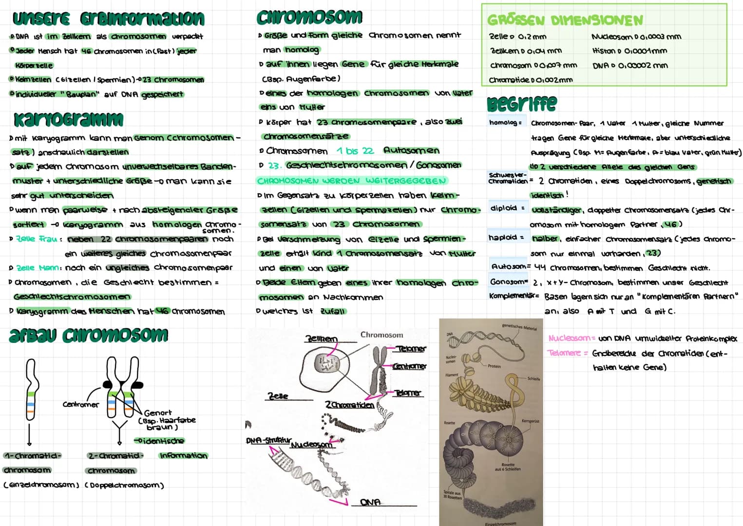 # DAS CHROMOSOM

→DNA ist im Zellkern als Chromosomen verpackt

→ jeder Mensch besitzt 46 Chromosomen in (fast)
jeder Körperzelle

15. Febru
