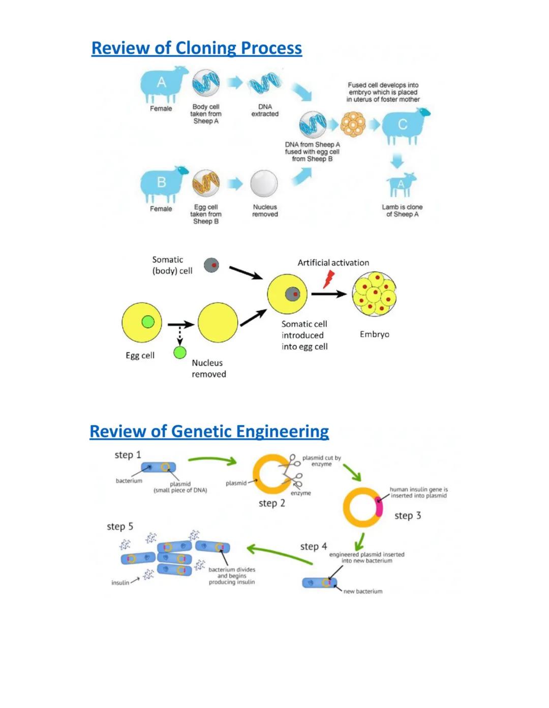 # Genetic Engineering

Aim: To define cloning and explain the pros / cons of cloning in modern science.

Objectives

when we change / manipu