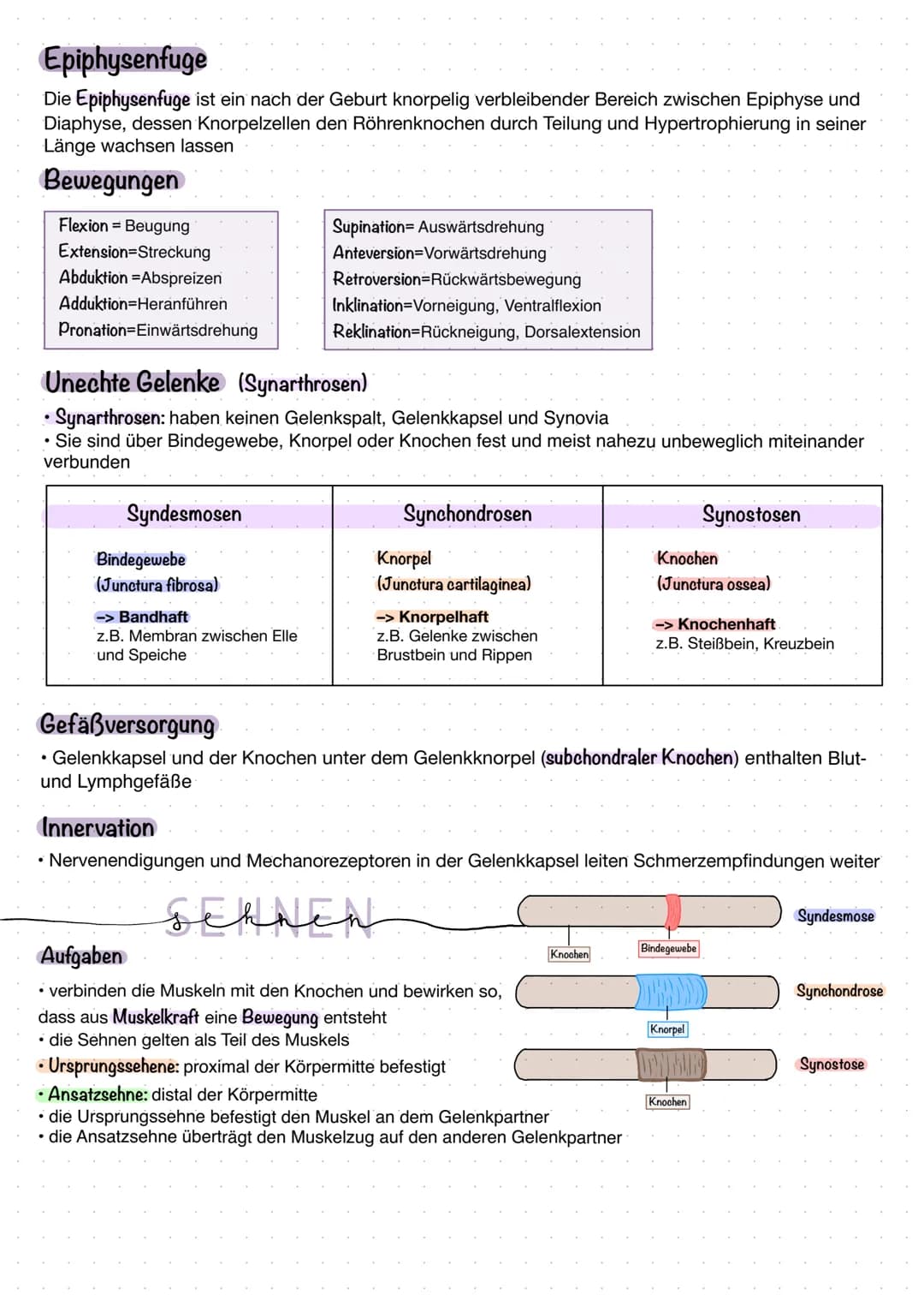 # KNOCHEN

- und Gelenke

Ober- und Unterschenkelknochen

Finger- und Zehknochen

Beide Enden der Knochen

Ober- und Unterarmknochen

Mittel